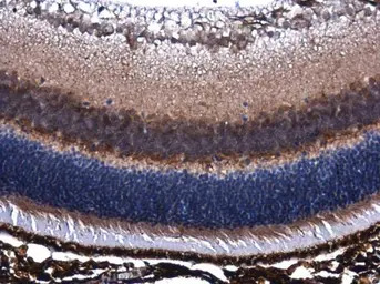 PEDF antibody [N1C2]