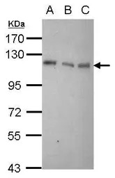 Daxx antibody [N1N3]