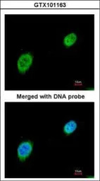 MEF2A antibody [N1N2], N-term