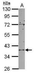RCL1 antibody [N1C3]