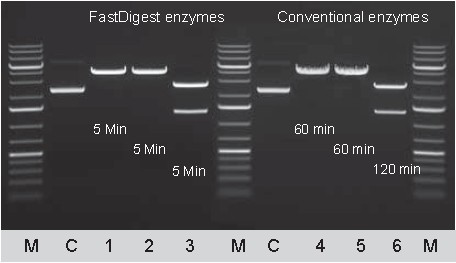 FastDigest快速限制性内切酶