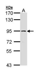 SSRP1 antibody [N1N3]