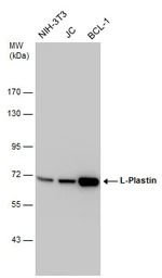 L-Plastin antibody