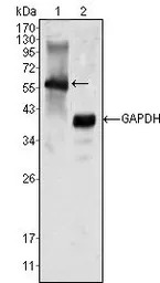 MATK antibody [9D7]