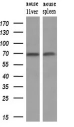 Hsp70 antibody [5F3]