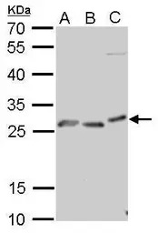 Prion Protein (PrP) antibody