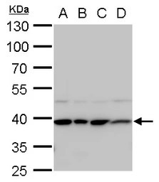 STRAP antibody [N1C3]