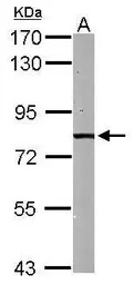 HADHA antibody [N2C1], Interna