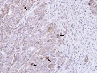 GRB14 antibody [N1C2]