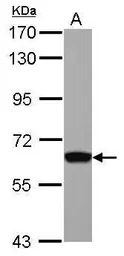 GTF2H1 antibody [N1C1]