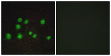 ELOA2 antibody