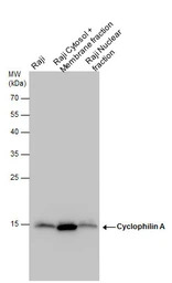 Cyclophilin A antibody [N1C3]