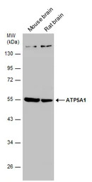 ATP5A1 antibody [C2C3], C-term