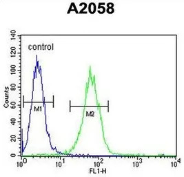 SOX4 antibody, N-term