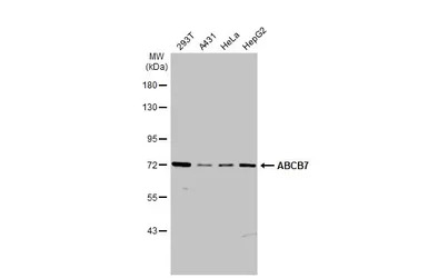 ABCB7 antibody [C1C3]