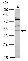 MDS028 antibody [N1C1]