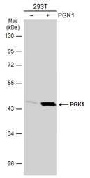 PGK1 antibody