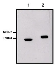 GST tag antibody [8-826]