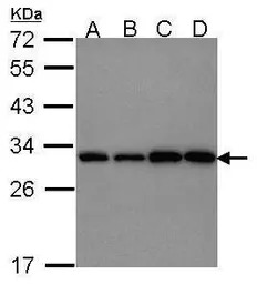 PGAM1 antibody [N1C3]