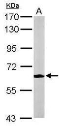 MPP2 antibody [N1C3]
