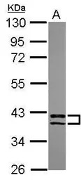 PDLIM2 antibody [N1C3]