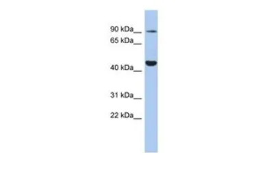 Kv11.1 antibody, Internal