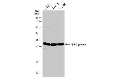 14-3-3 gamma antibody