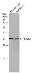 OTUB1 antibody [N1C1]