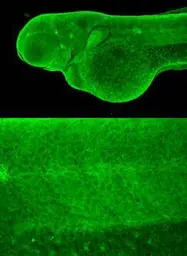 SEPT7 antibody [N3C3]