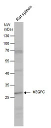 VEGFC antibody