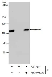 GRP94 antibody [N1N3]