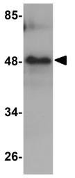 RHBDD3 antibody