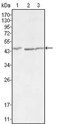 DKK3 antibody [4G7]