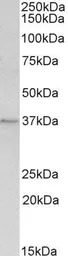 Annexin A1 antibody, C-term