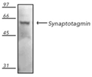 Synaptotagmin antibody [ASV48]