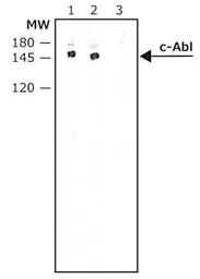 c-Abl antibody [ABL-148]