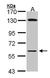 Glycerol kinase antibody [N1N3