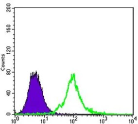 KLHL13 antibody [8D1]