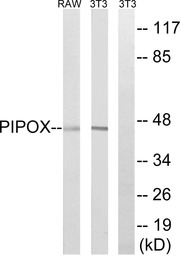 PIPOX antibody