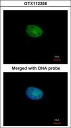 RBPJK antibody [C1C3]