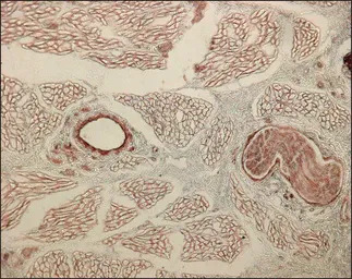 Collagen IV antibody [COL-94]