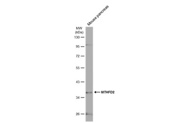 MTHFD2 antibody [N3C3]