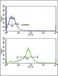 TIMP3 antibody, Internal