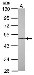 Kallistatin antibody [N2C2], I