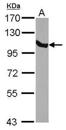 GRP94 antibody [N1N3]