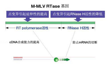 逆转录试剂盒，高效率cDNA合成试剂盒