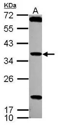 TSSK4 antibody [N2C3]