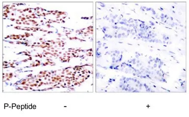 JunB (phospho Ser79) antibody