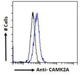 CaMKII alpha antibody, Interna
