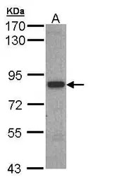3BP2 antibody